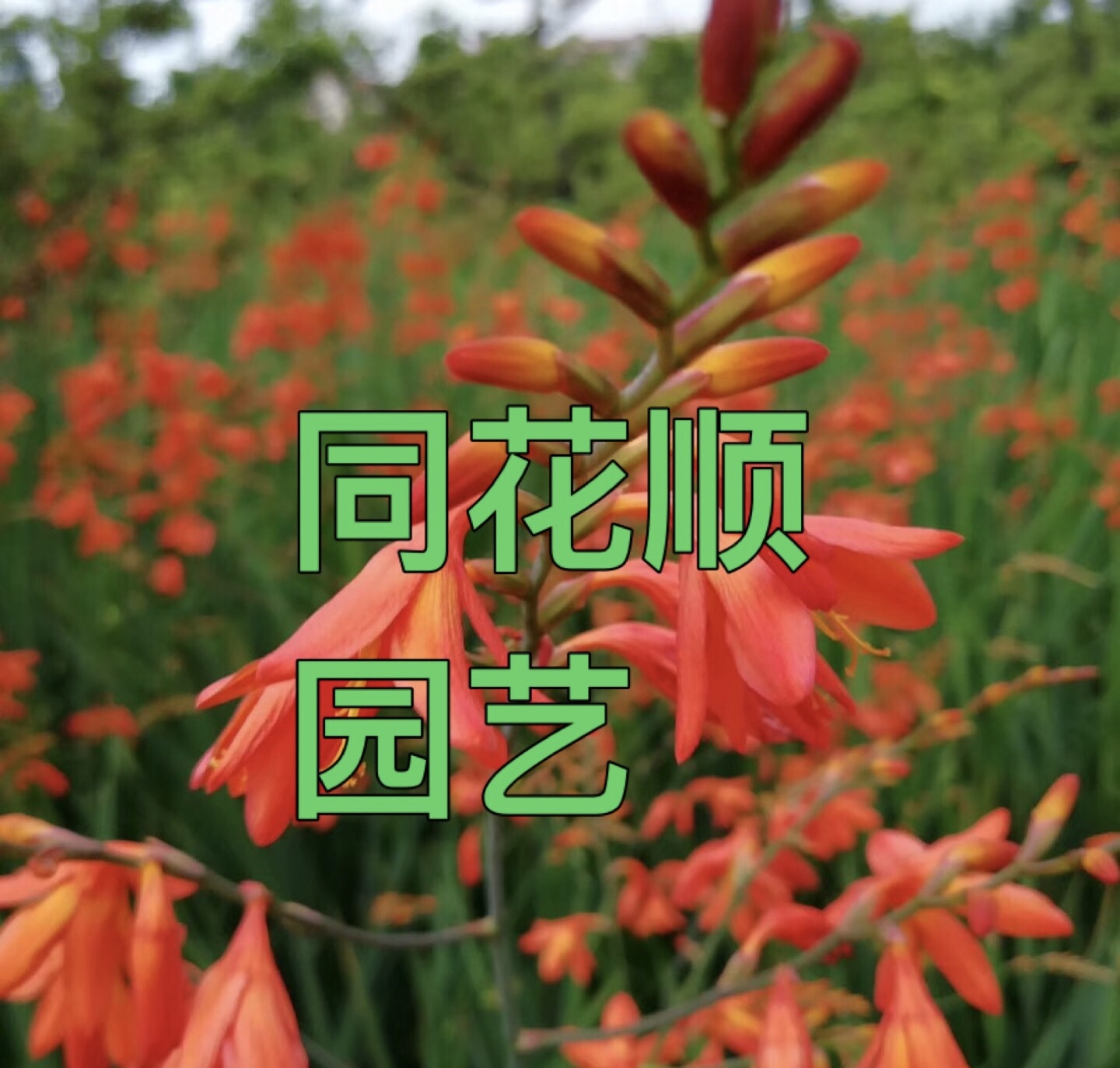 广州市同花顺园艺
