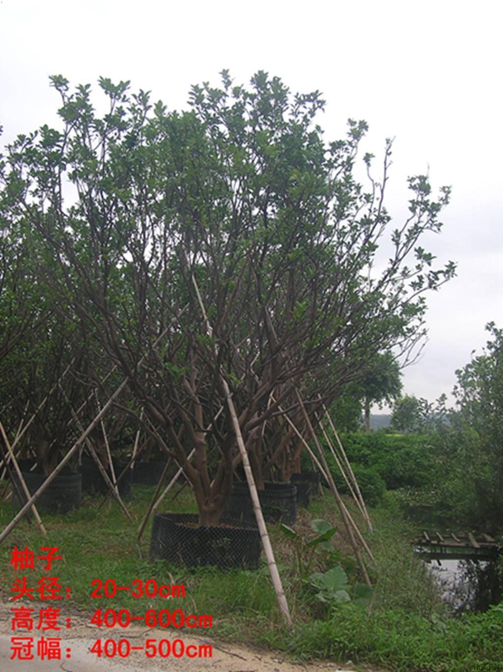 广州市番禺拓基花木场