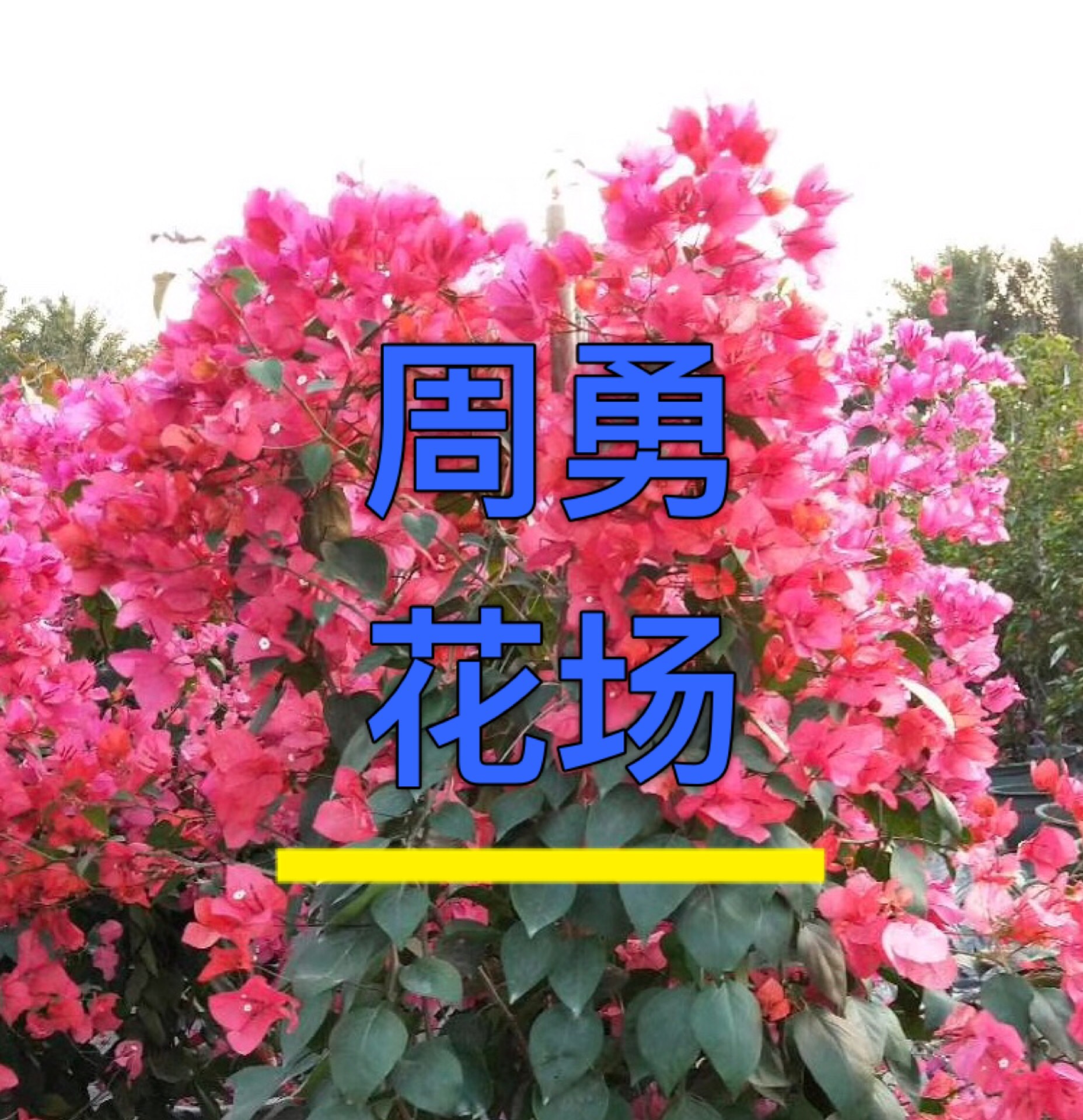 佛山市周勇花场