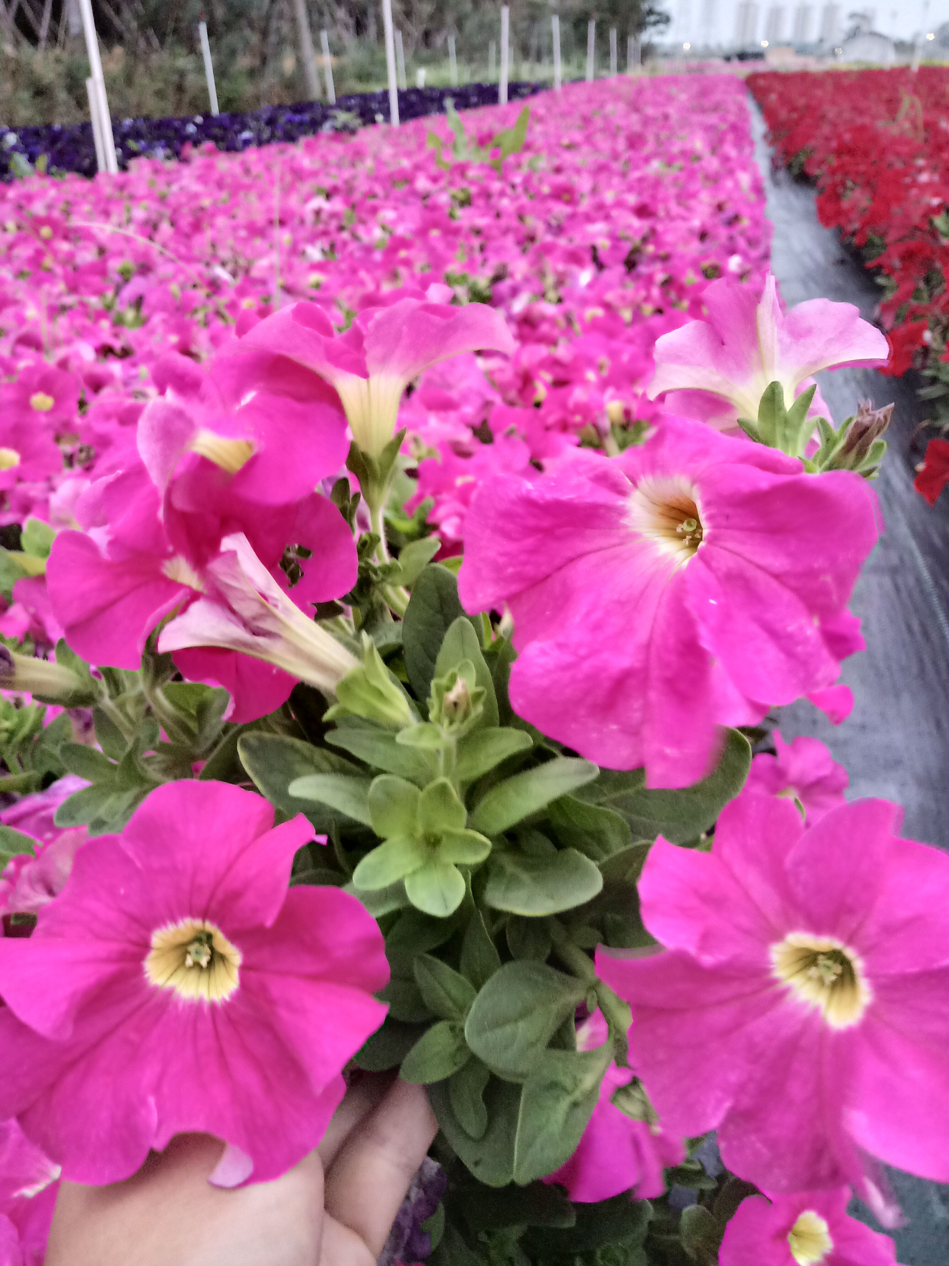 东莞市沐雅生态花木场