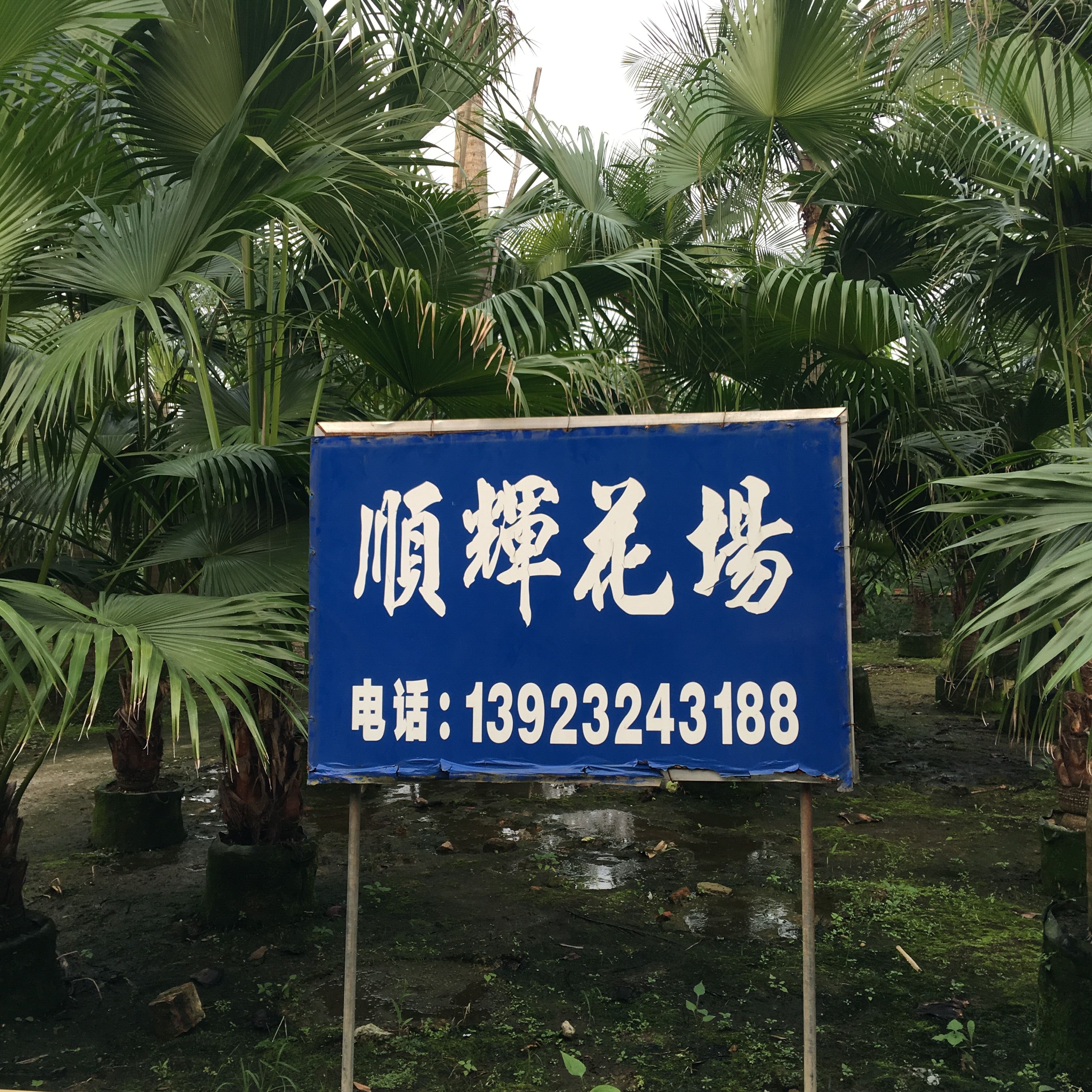佛山市顺德陈村顺辉花场