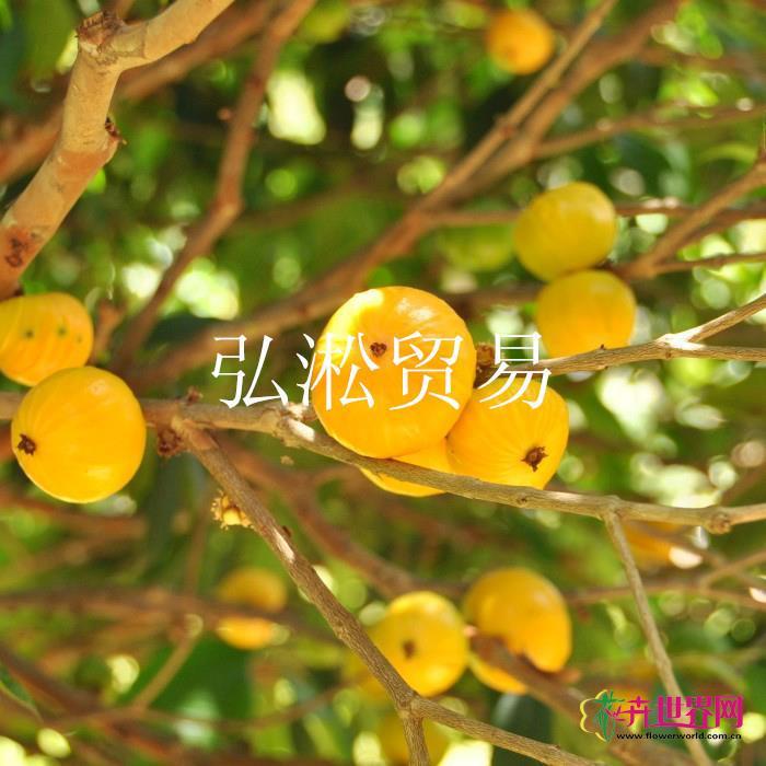 佛山市顺德区弘淞贸易有限公司