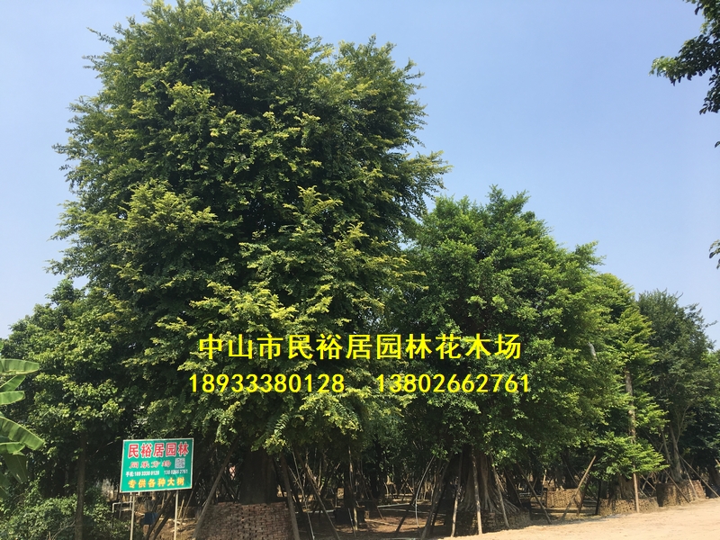 中山市民裕居园林花木场