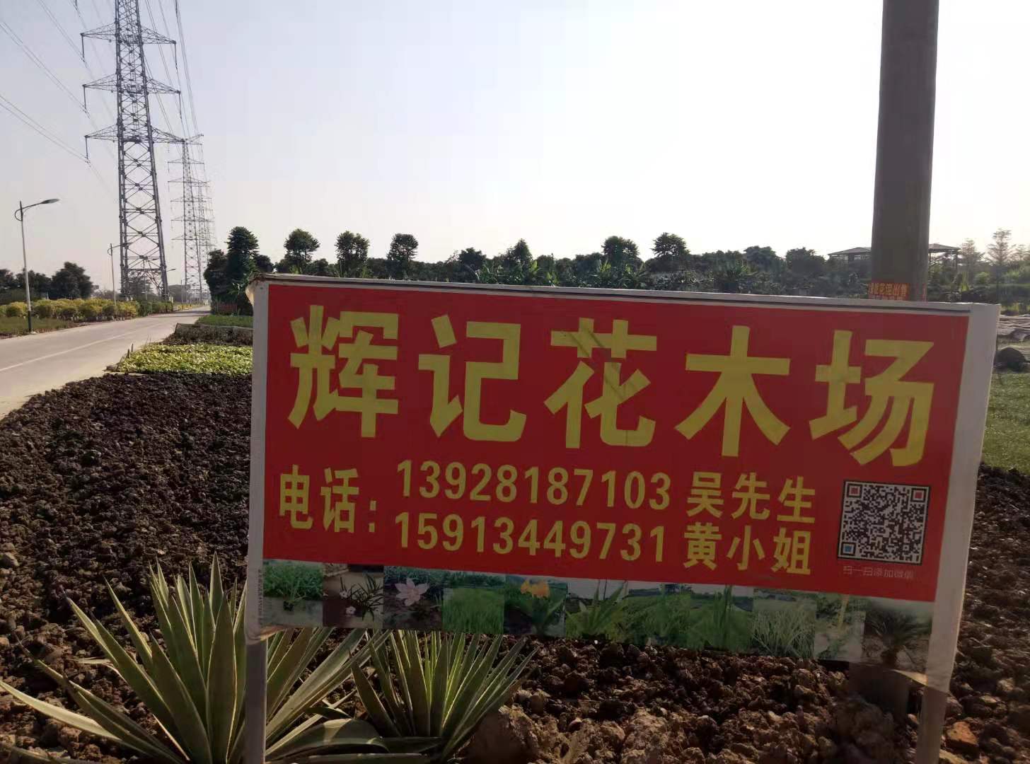 中山市横栏五沙辉哥花木场