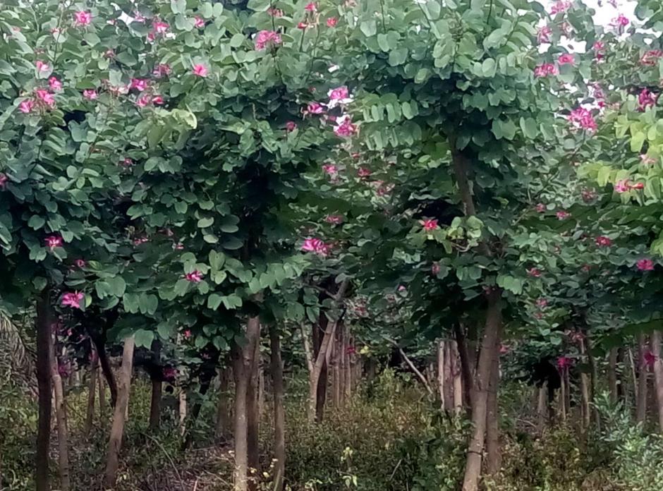 标龙花木场