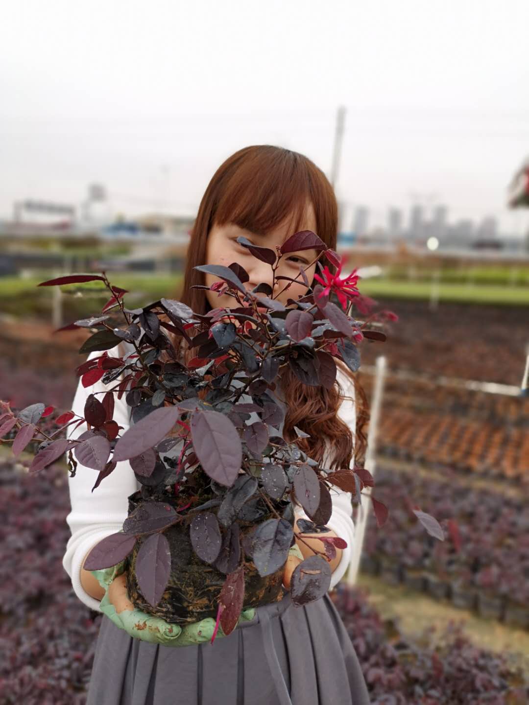 佛山市南海区里水李淇花场