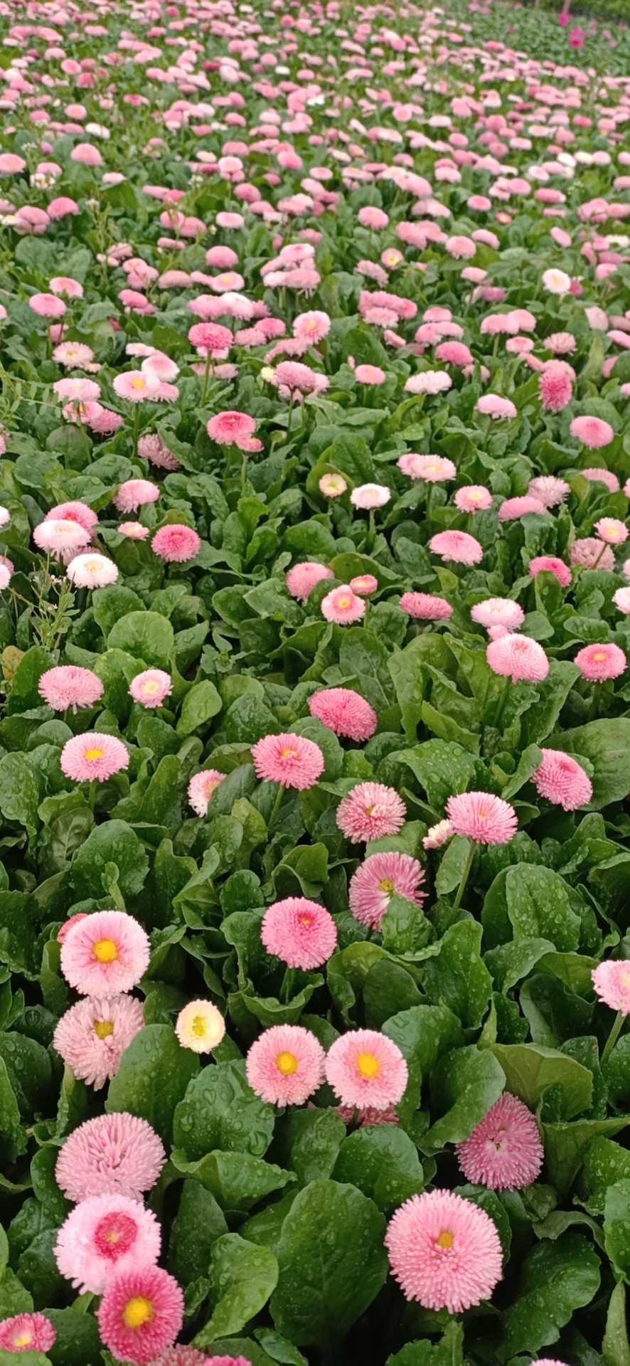 郫都区名川园艺场