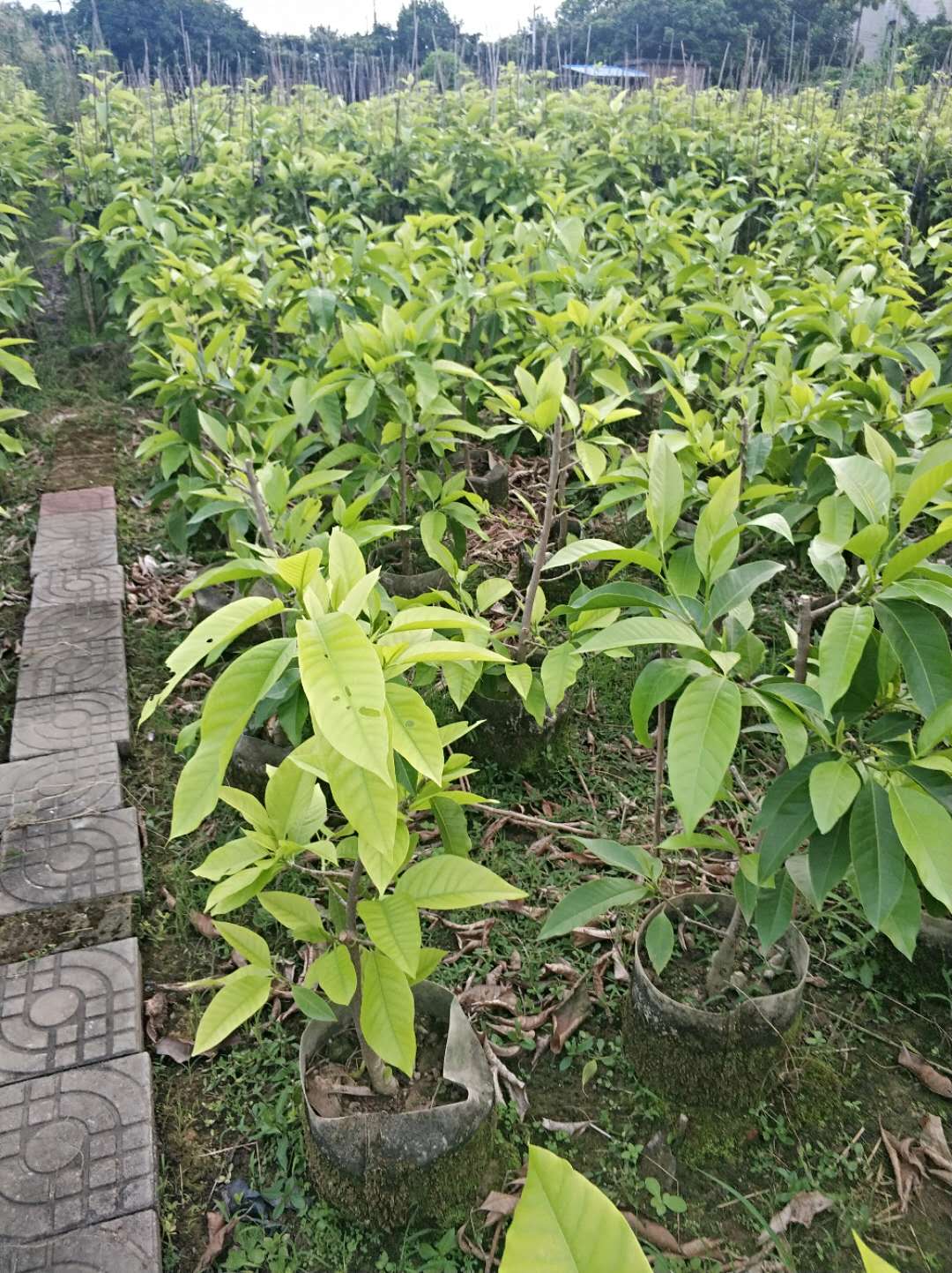 顺德好心情花场