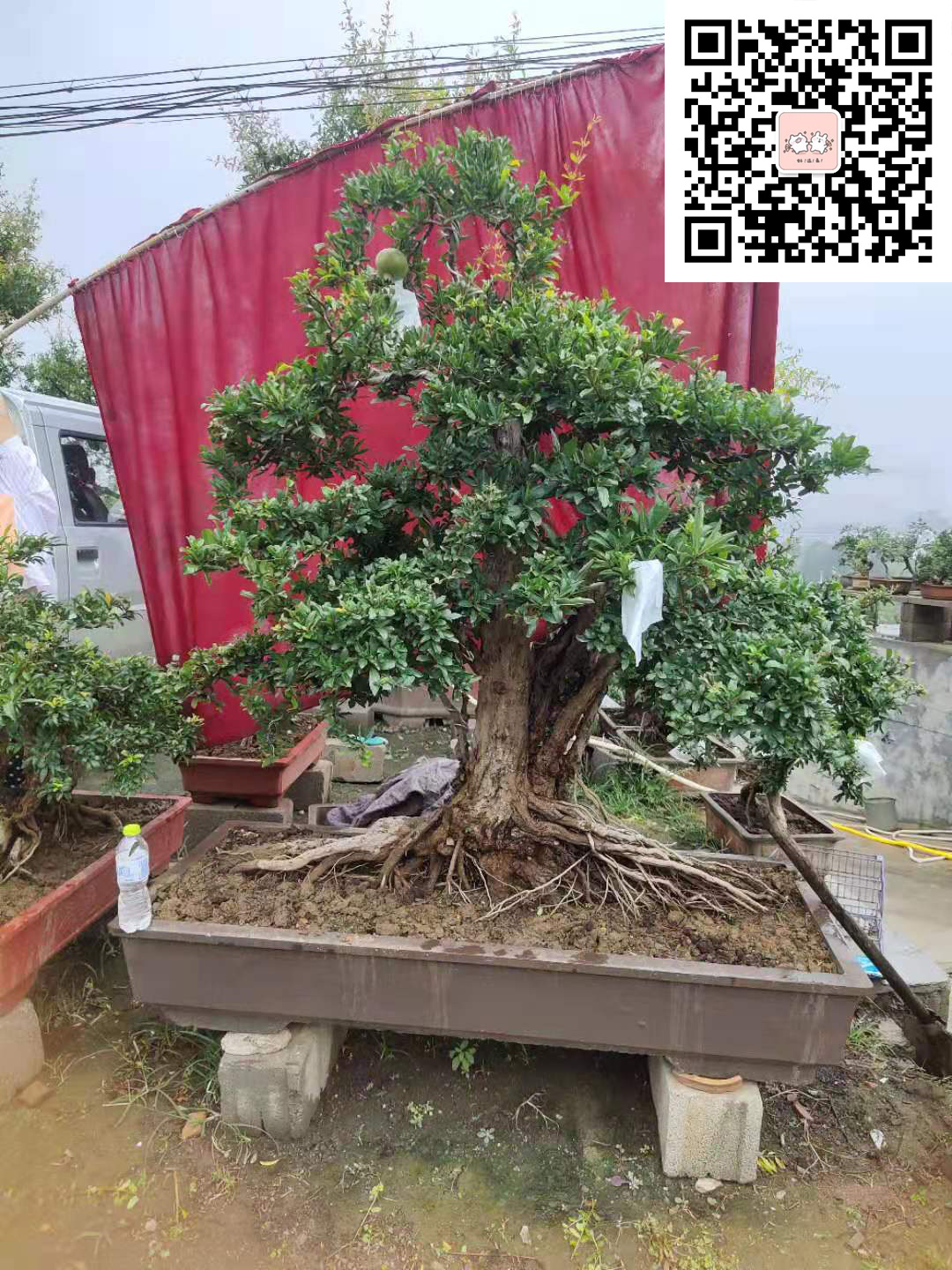 石榴盆景小妹