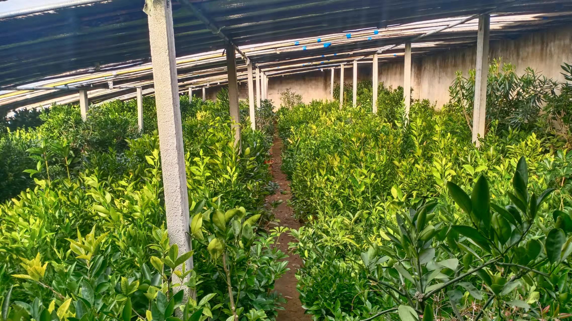 沂南县鲁植花卉苗木农场