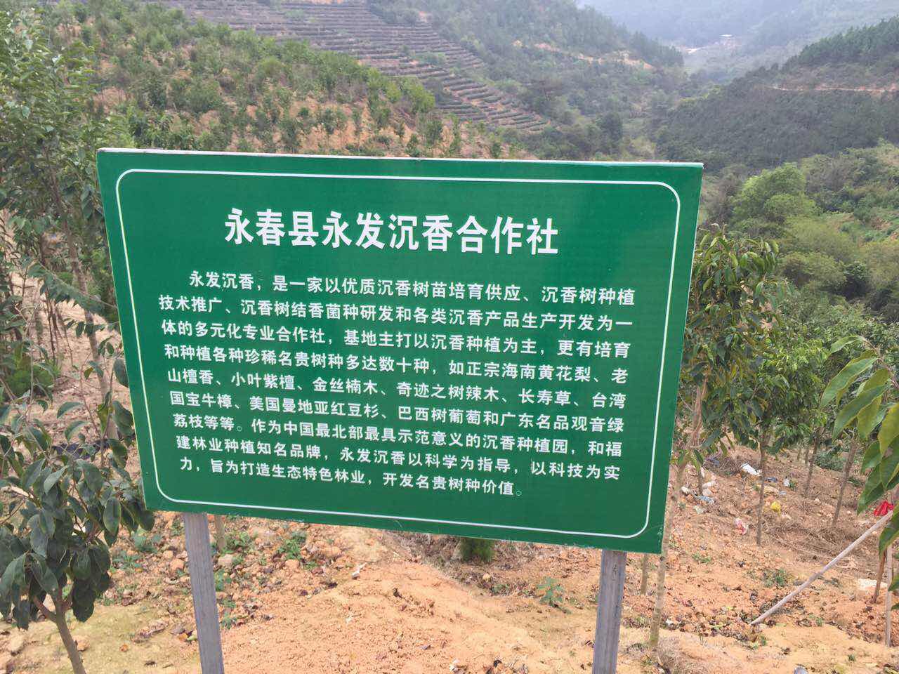 沉香树种植基地