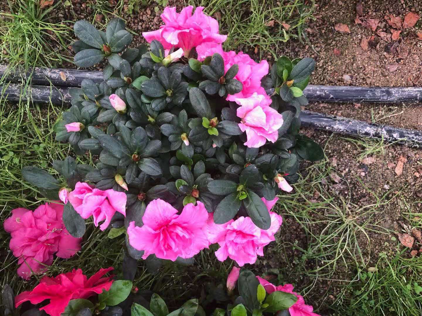 漳平市永福梦缘园艺场