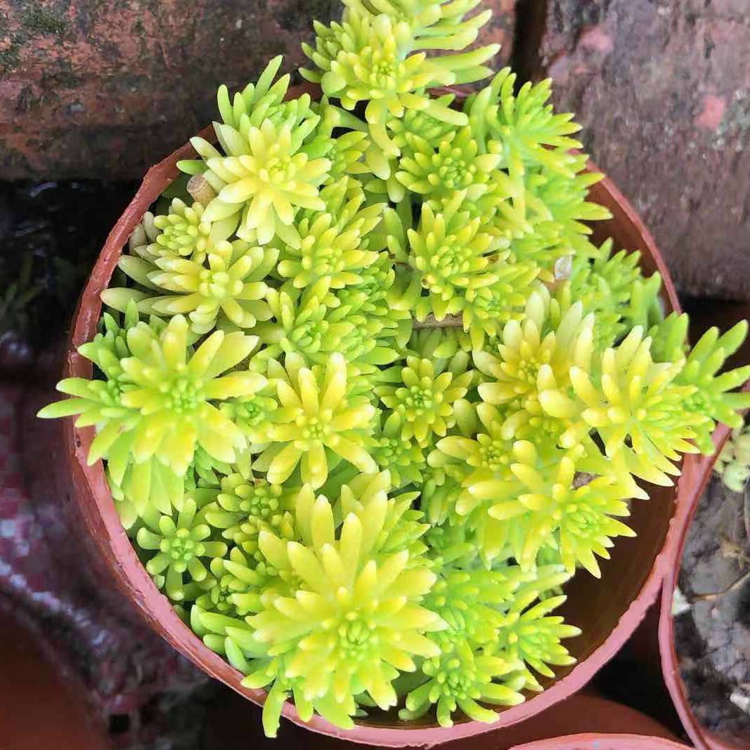 佛山市铭记花木场