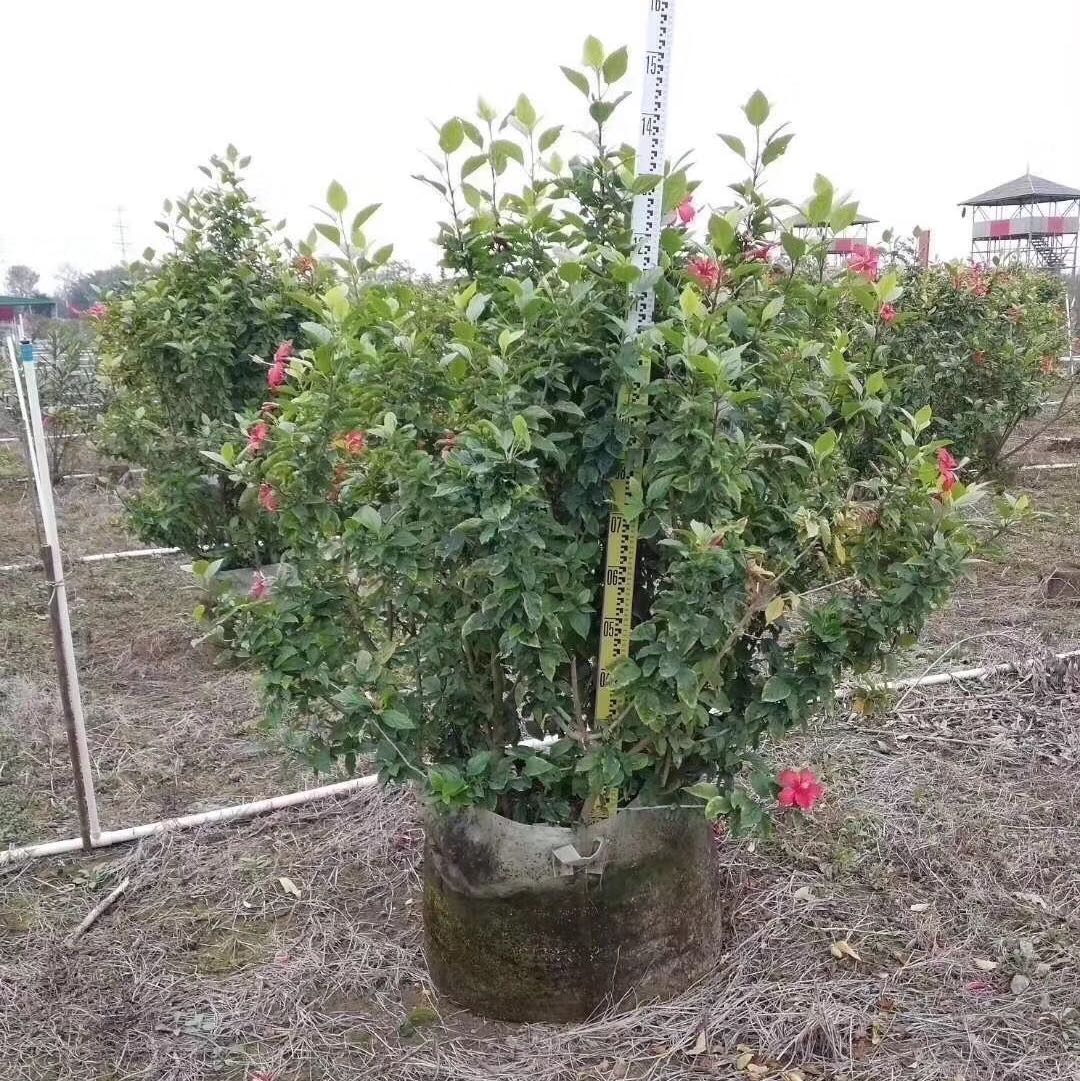 中山市天宇花木场