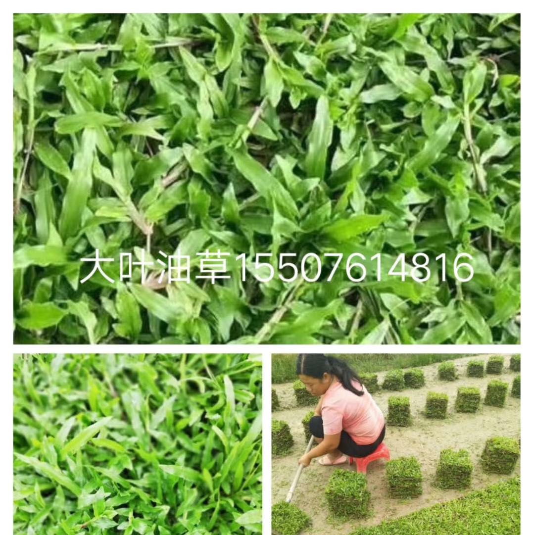 中山草坪基地