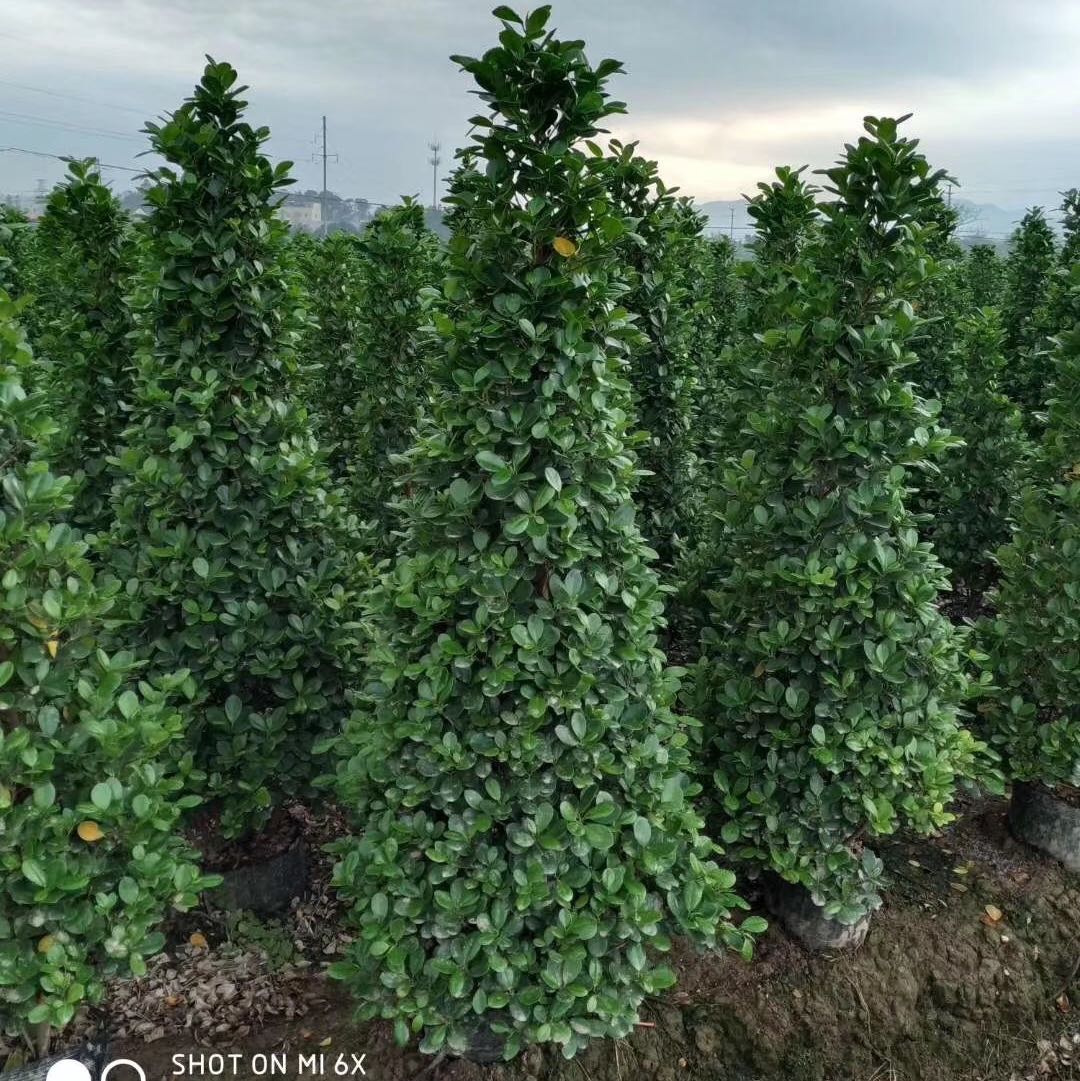 佛山市玉宏花木场