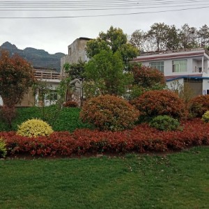广西贺州市恒邦绿化