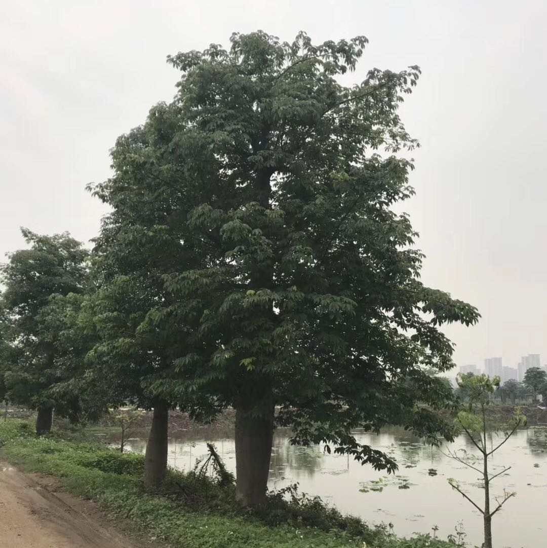 广州君队绿化苗木有限公司