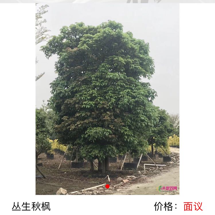 中山市中仁花木场