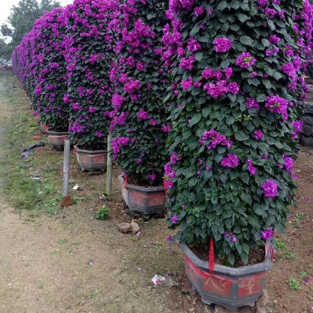 广州市宏源花木