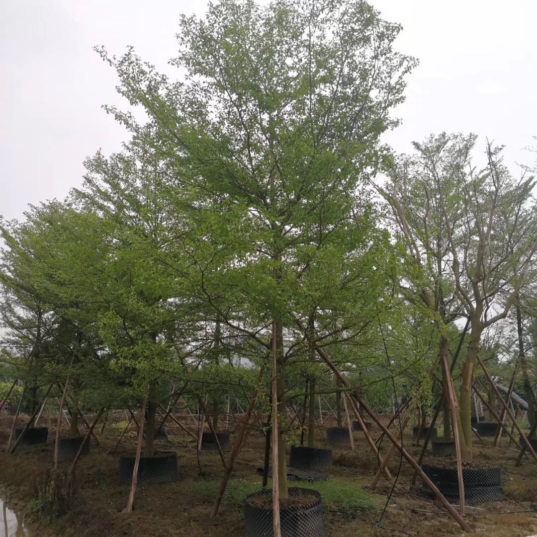 中山市芊木园林