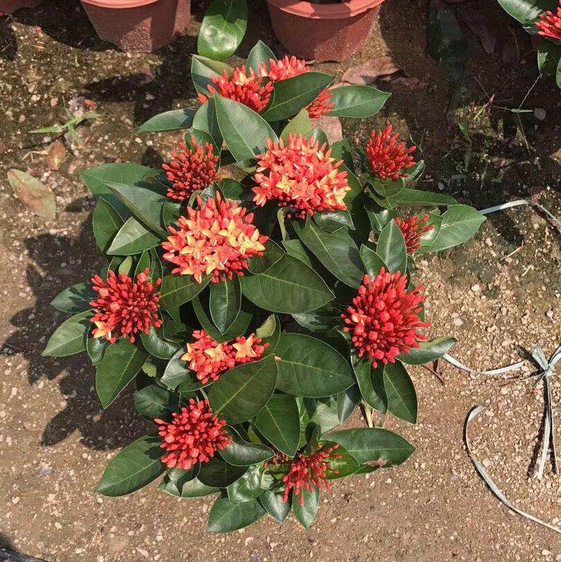 佛山市小林花木场-龙船花基地