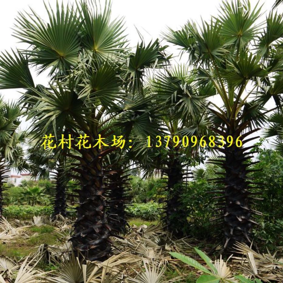 湛江麻章区花村苗木场