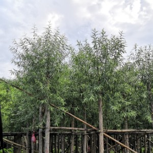 广东省中山市宽鹏花木场