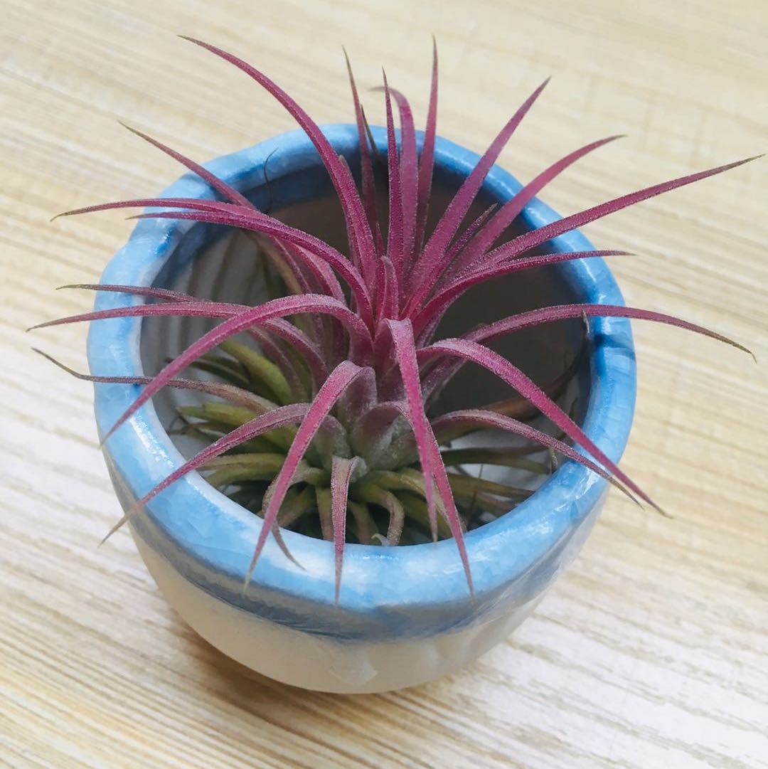 水之绿花卉工作室