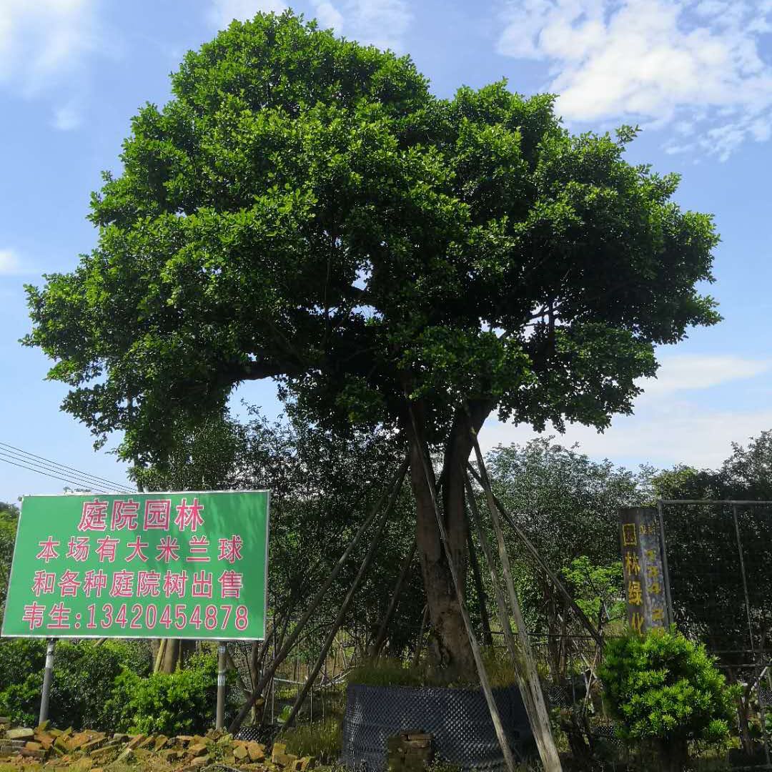 中山市庭院园林