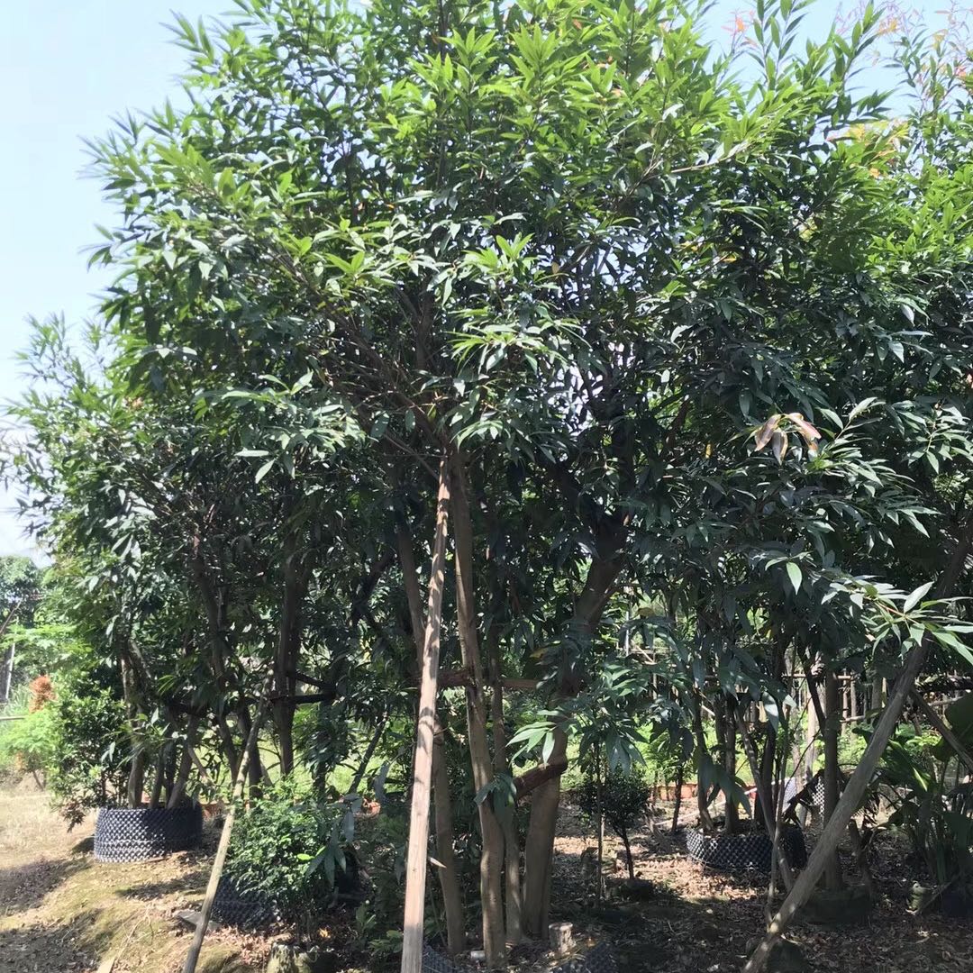 中山市【博艺】景秀园林