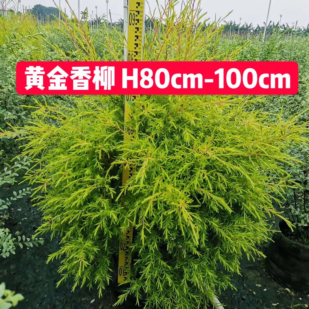 佛山市韶顺花木场