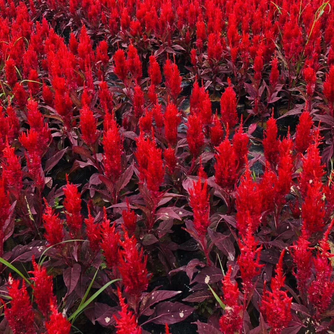 东莞市小魏时花