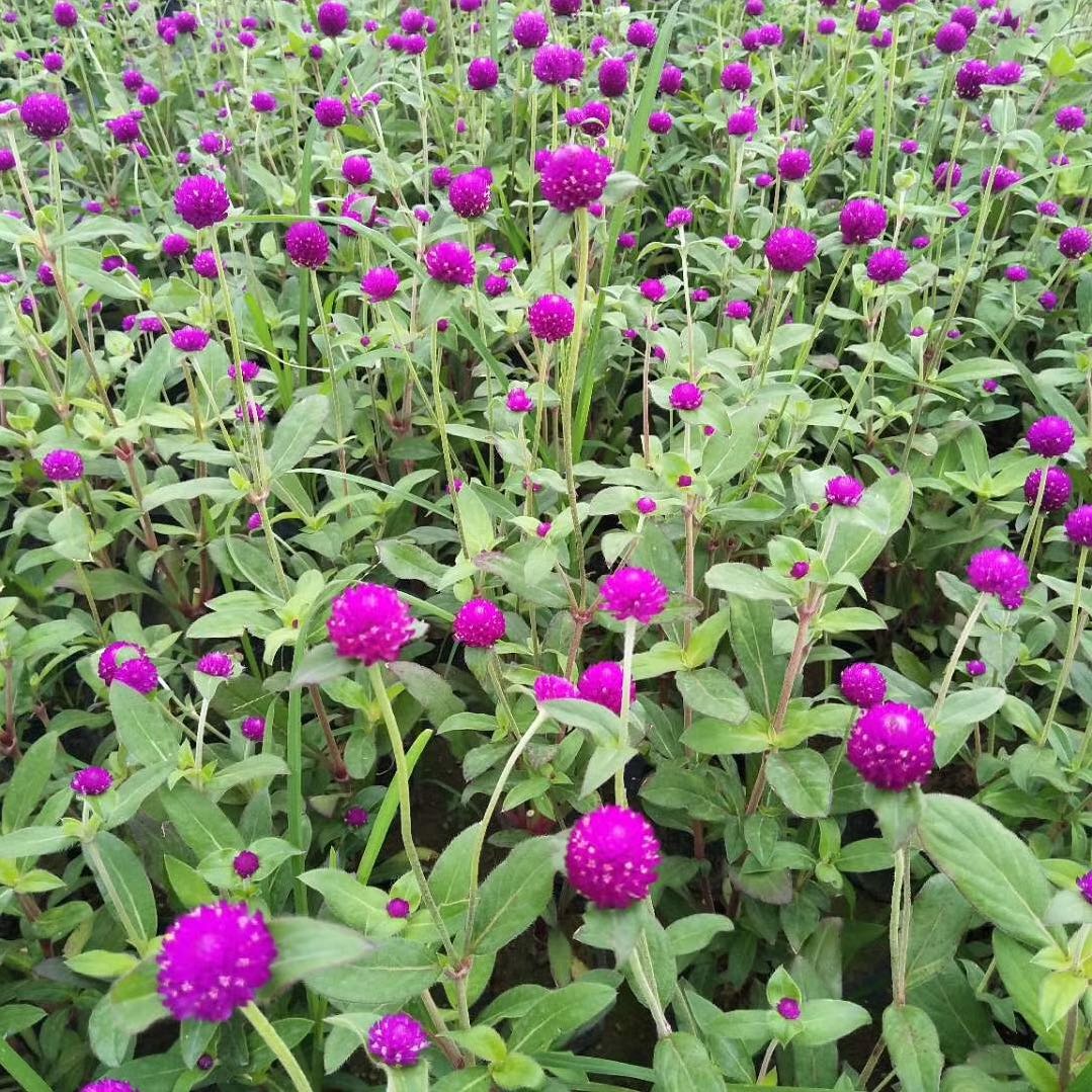 东莞市小罗时花场