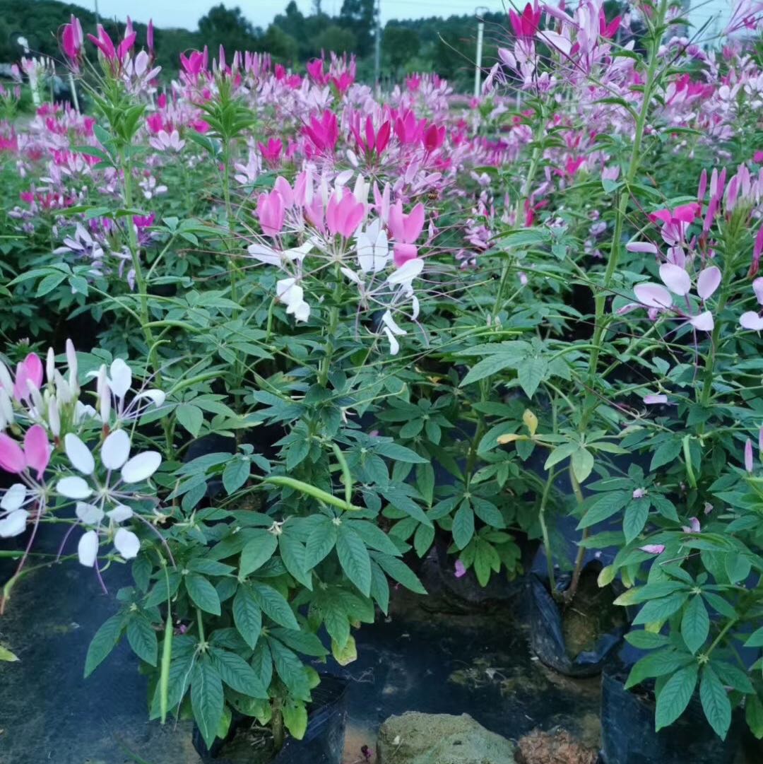 东莞市春泽花卉时花场