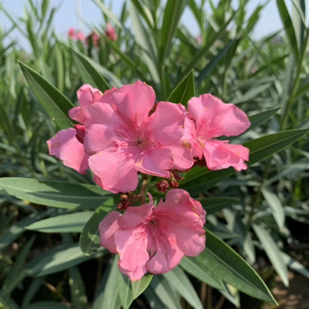 广州青枝绿叶园林