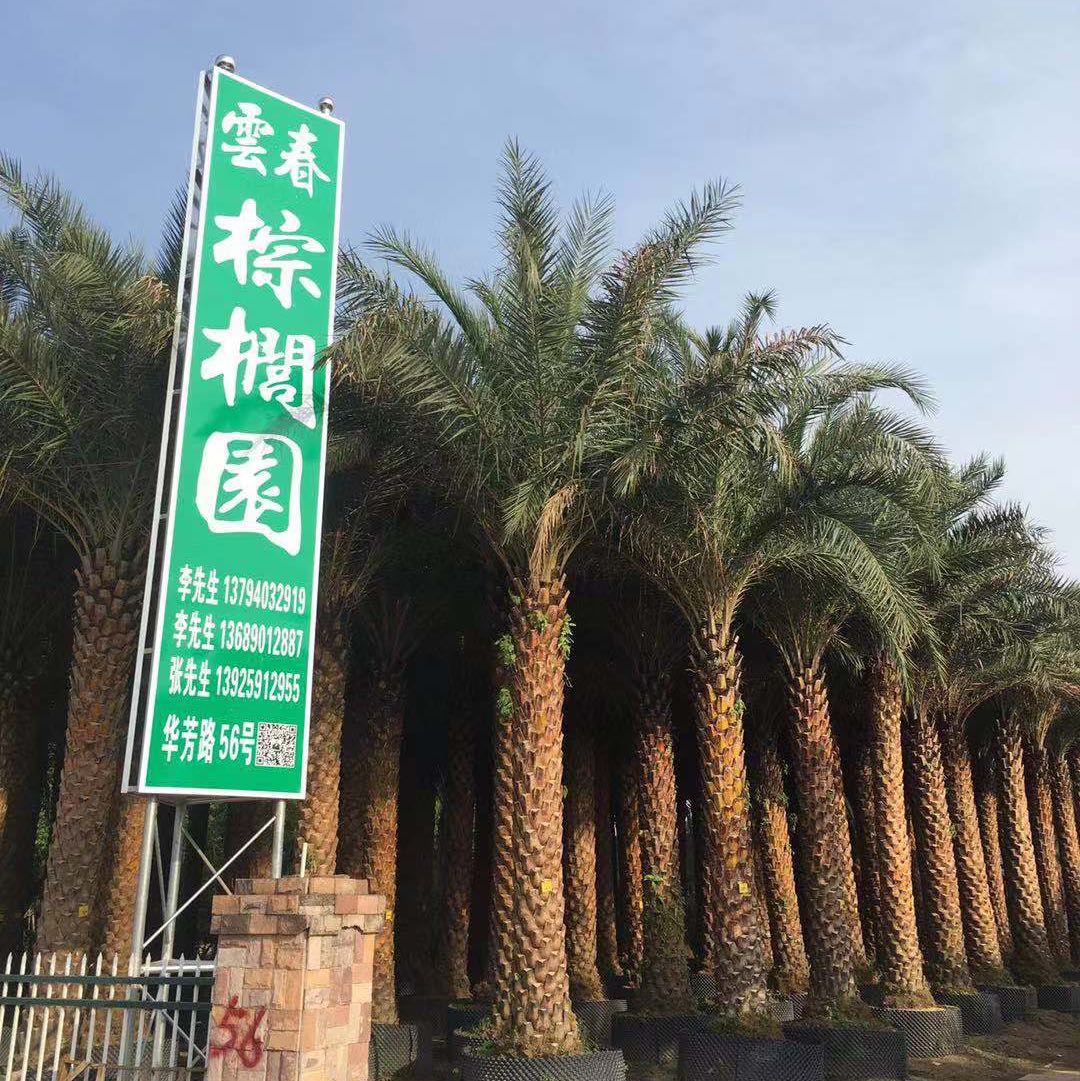 云春棕榈-加拿利海枣 老人葵 中东海枣