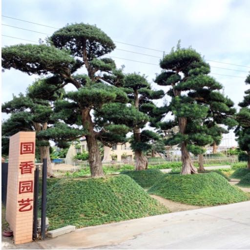 陈村花卉世界国香园艺