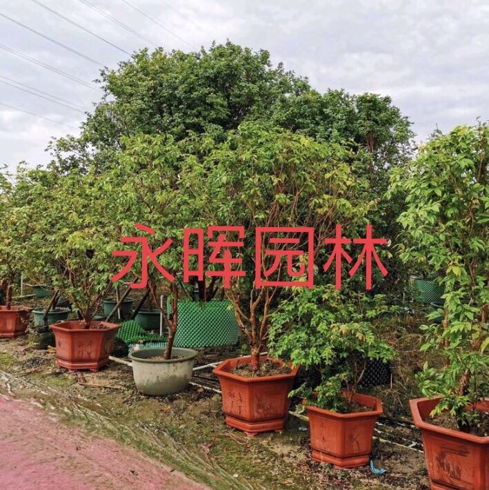 中山市横栏镇永晖花木场