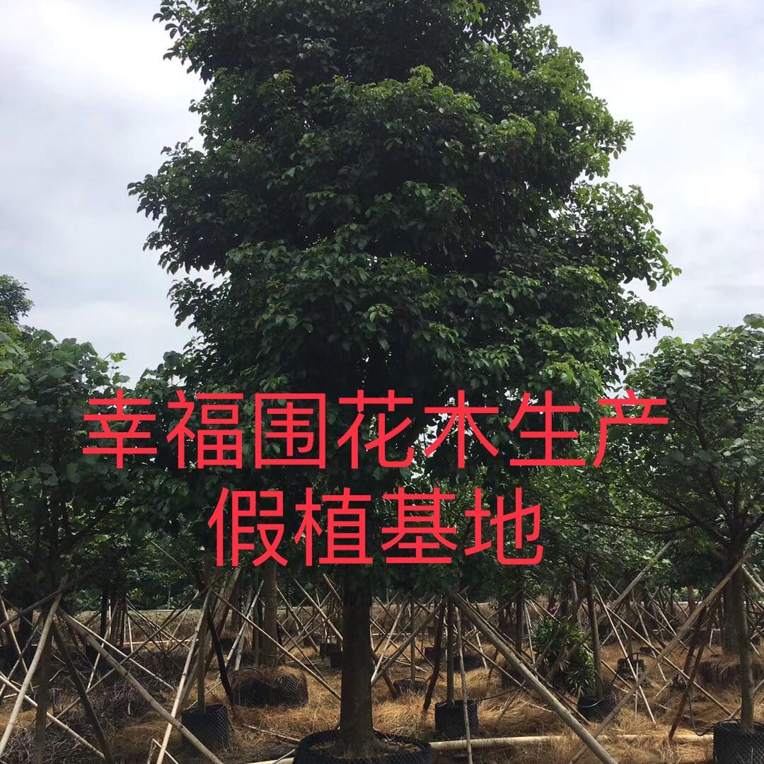 珠海莲溪幸福围花木生产假植基地