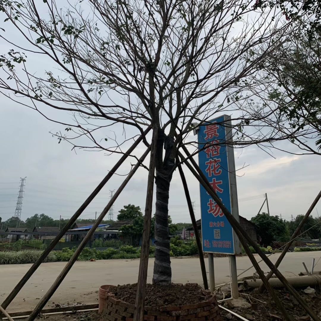 景裕花木场