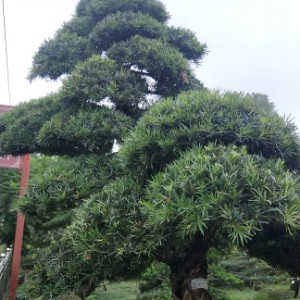 郫都区众林园艺场