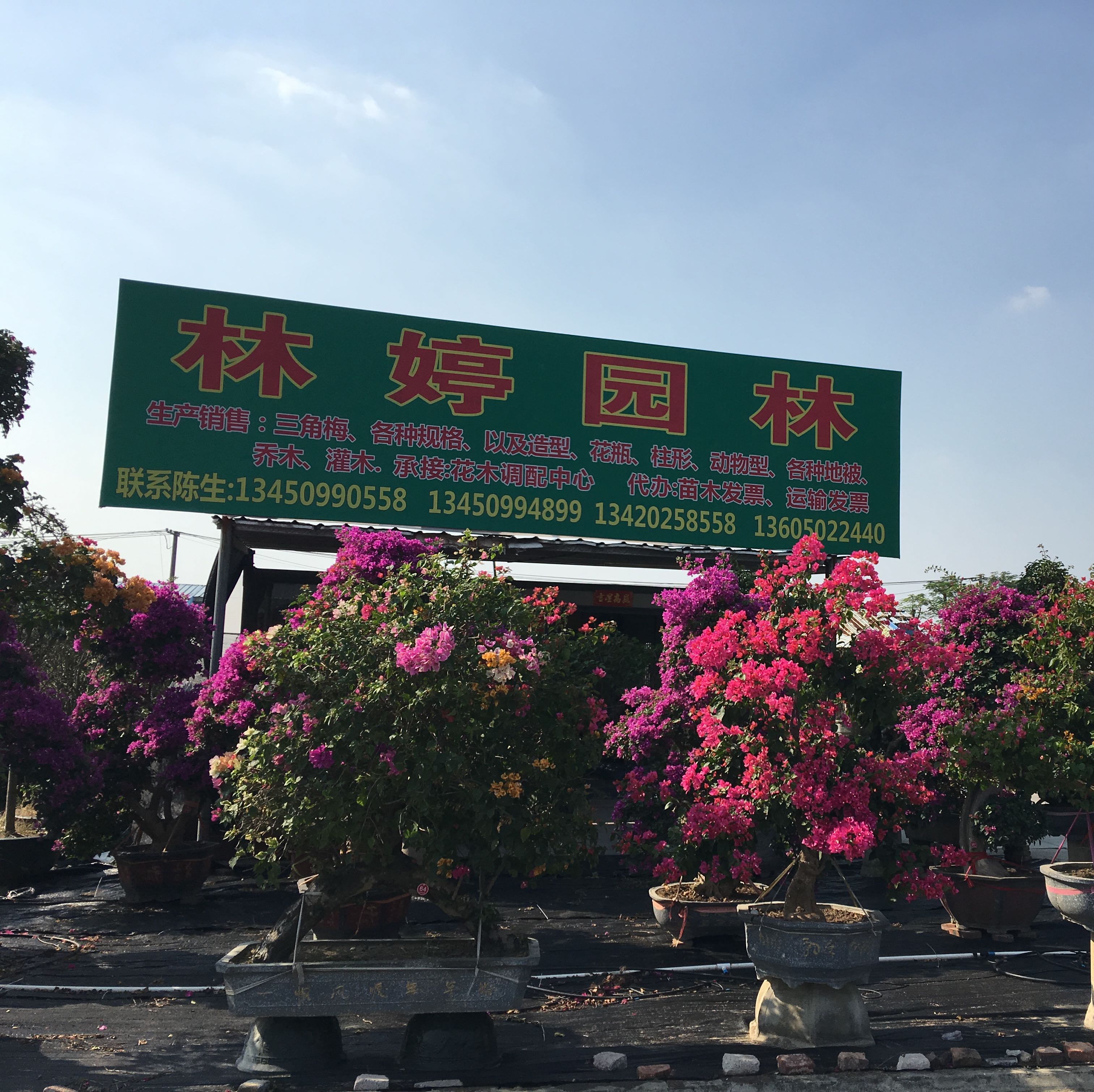 中山市林婷园林