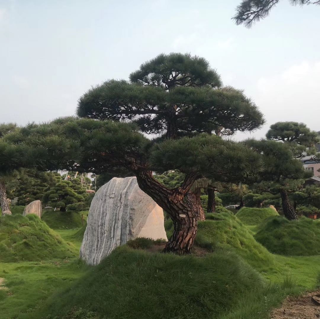 佛山市顺德区嘉华园艺