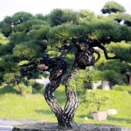 高盛园林有限公司
