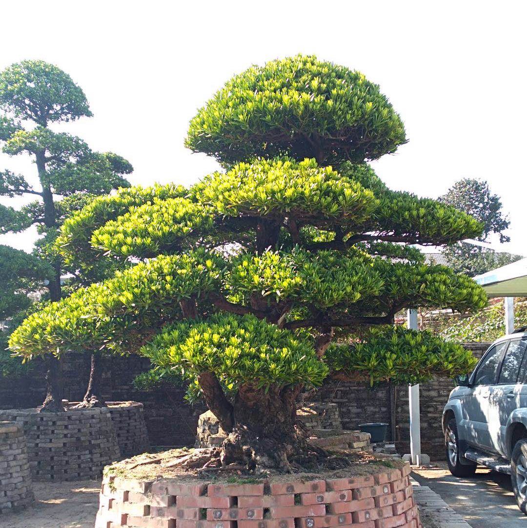 佛山市桂琳园艺