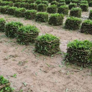 广州市增城湘湘草场种植场