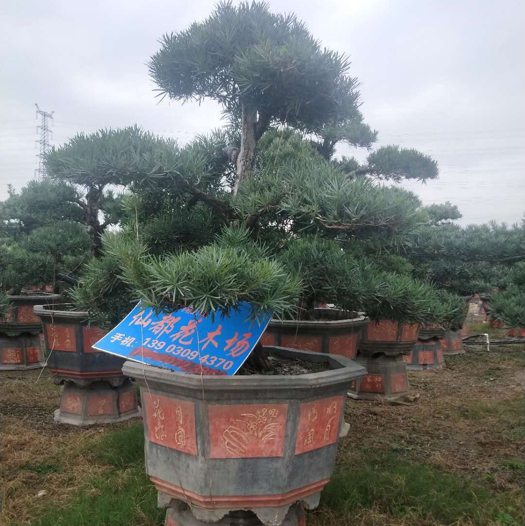 潮汕仙都花木场