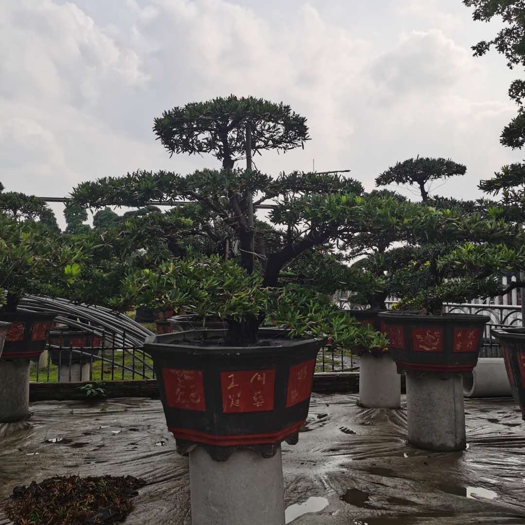 佛山顺德陈村富彬花木园