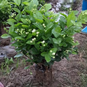 横县茉莉花种植户